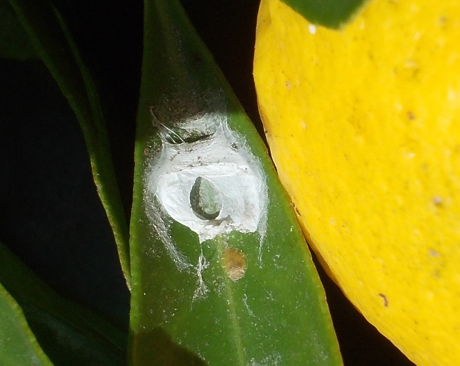 ragnatela ?